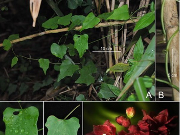 越南新发现3种新植物和3种昆虫 ảnh 1 越南新发现3种新植物和3种昆虫 ảnh 1