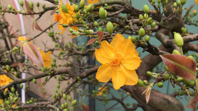 平定省梅花之都积极备战春节鲜花绿植受青睐 ảnh 1