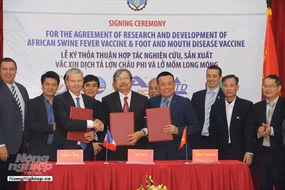 越南兽医局同法国诗华等国内外伙伴合作研制非洲猪瘟疫苗 ảnh 1 越南兽医局同法国诗华等国内外伙伴合作研制非洲猪瘟疫苗 ảnh 1