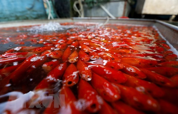 灶王骑鲤鱼上天庭“述职”日：清化省鲤鱼备受消费者的青睐 ảnh 1