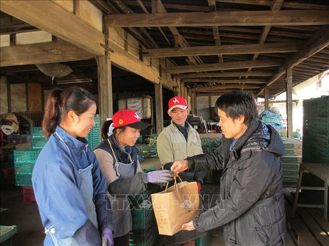 日本茨城县希望接纳更多越南实习生 ảnh 1 日本茨城县希望接纳更多越南实习生 ảnh 1