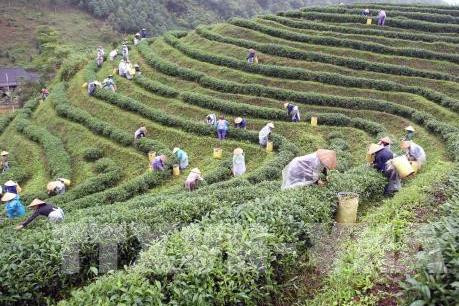 第四次茶叶节即将举行 ảnh 1 第四次茶叶节即将举行 ảnh 1