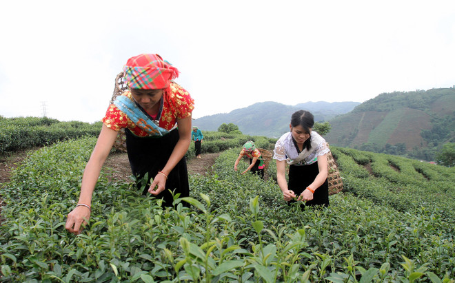 莱州省努力做好科学技术应用和新农村建设两手抓 ảnh 1 莱州省努力做好科学技术应用和新农村建设两手抓 ảnh 1