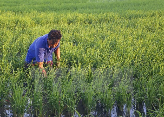 越南农业生产适应气候变化 ảnh 1 越南农业生产适应气候变化 ảnh 1