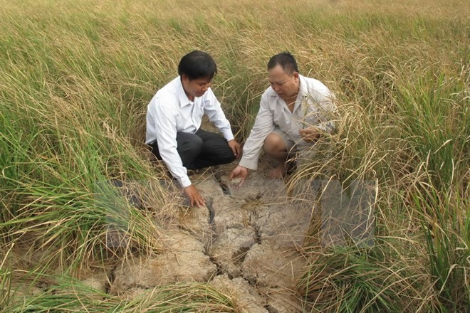 越南政府关于预防干旱和海水入侵项目资金分配的指导意见 ảnh 1