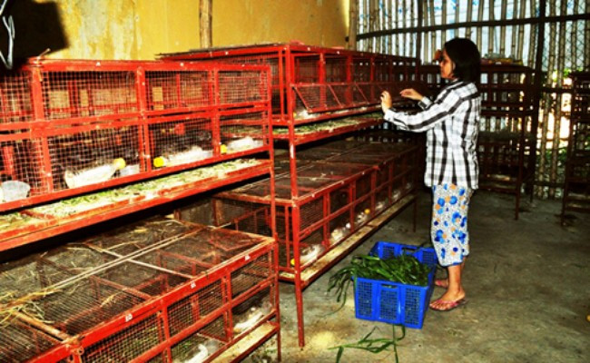 联合国粮农组织向宁顺省干旱区农民免费发放农资 ảnh 1 联合国粮农组织向宁顺省干旱区农民免费发放农资 ảnh 1