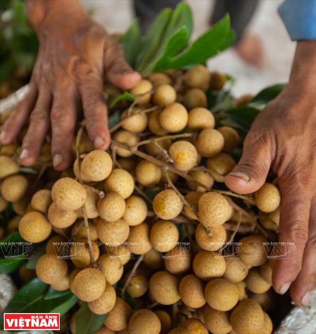泰安ido龙眼种植区 ảnh 3 泰安ido龙眼种植区 ảnh 3