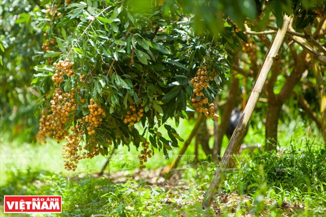 泰安ido龙眼种植区 ảnh 2 泰安ido龙眼种植区 ảnh 2