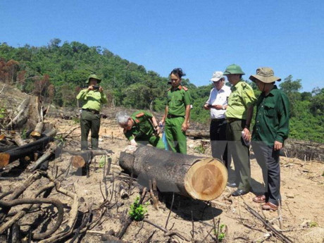 阮春福要求对平定省破坏森林案进行公正客观的调查 尽快查明真相 ảnh 1