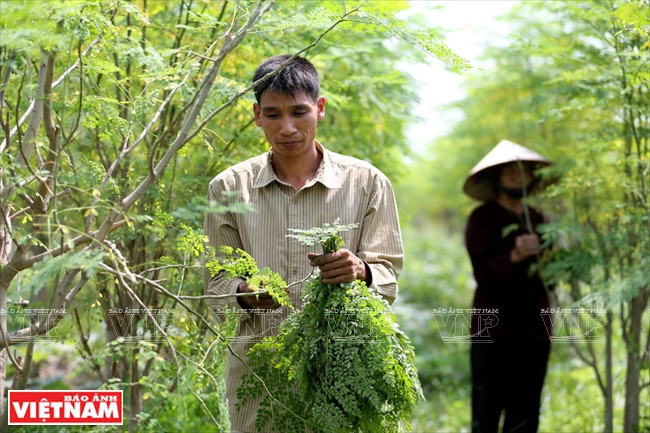 MoriS辣木商标 ảnh 2  MoriS辣木商标 ảnh 2