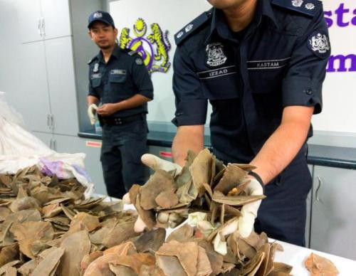 马来西亚起获23根走私象牙和300公斤穿山甲鳞片 ảnh 1 马来西亚起获23根走私象牙和300公斤穿山甲鳞片 ảnh 1