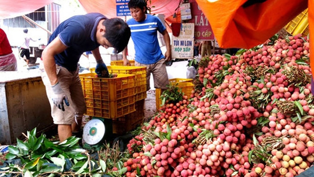 2017年北江省荔枝销售额达约5.3万亿越盾 创60年来新高 ảnh 1 2017年北江省荔枝销售额达约5.3万亿越盾 创60年来新高 ảnh 1
