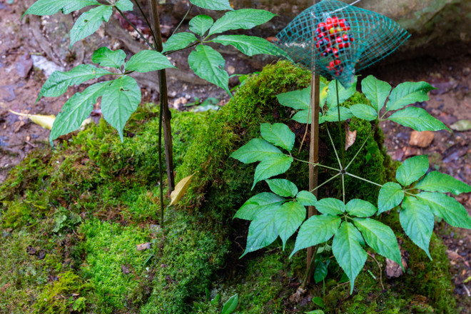 越南崑嵩省玉灵参种子进入采收时期 ảnh 1 越南崑嵩省玉灵参种子进入采收时期 ảnh 1