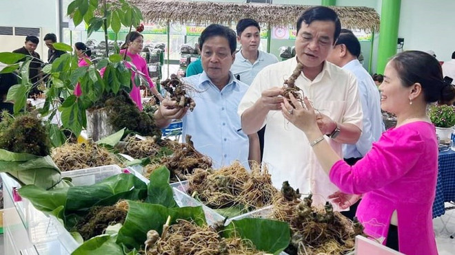 打造越南参的国际品牌 ảnh 1 打造越南参的国际品牌 ảnh 1