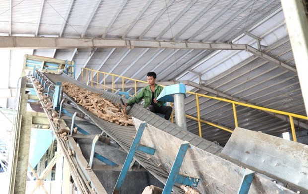 2023年中国将成为越南木薯及木薯制品最具潜力的出口市场 ảnh 1