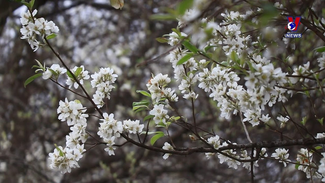 山罗省山楂花竞相绽放 不少游客慕名前来踏青赏春 ảnh 1 山罗省山楂花竞相绽放 不少游客慕名前来踏青赏春 ảnh 1