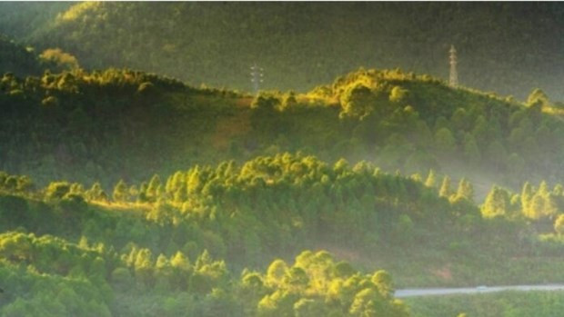 缅甸加强保护森林 维持生物多样性 ảnh 1