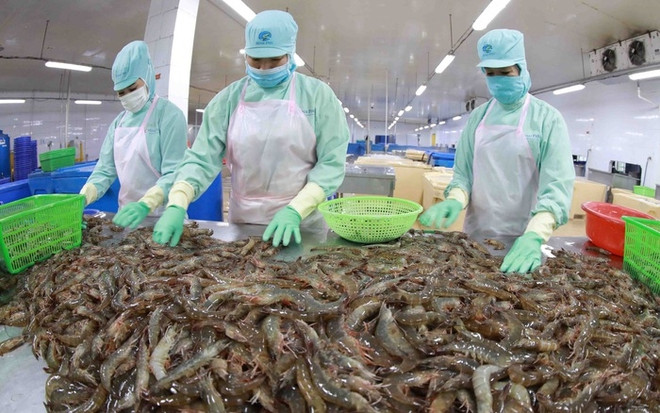 越南七种水产品获准出口中国 ảnh 1 越南七种水产品获准出口中国 ảnh 1