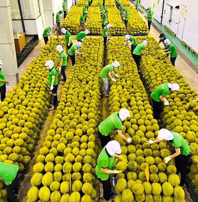 充分利用中国重新开放的机会 大力促进越南对中国的出口 ảnh 1