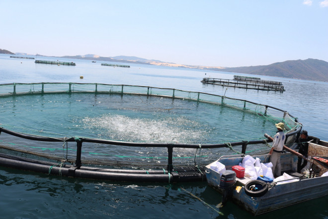 庆和省水产养殖业朝着可持续方向发展 ảnh 1