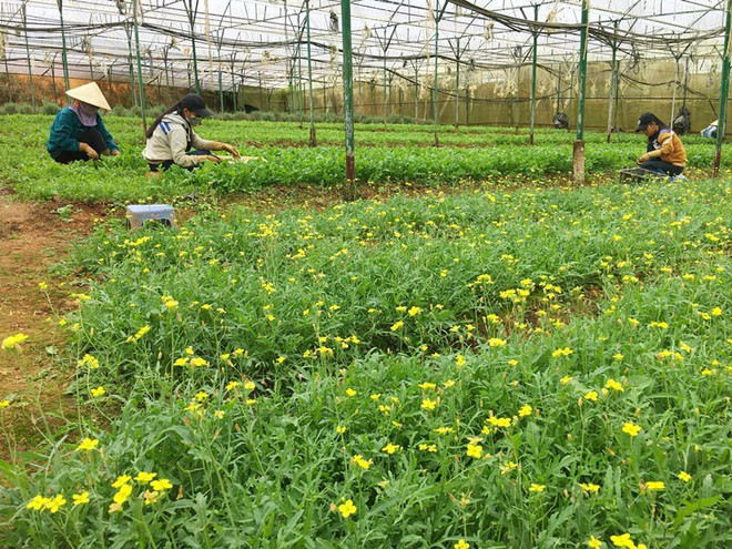 今年前6月芹苴市农业生产增长率较高 ảnh 1