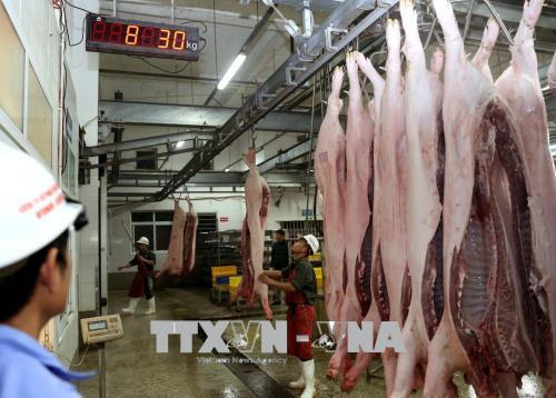 越南首次成功向国外出口猪肉 ảnh 2 越南首次成功向国外出口猪肉 ảnh 2