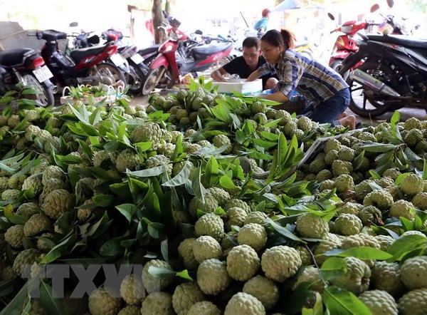 越南蔬果出口猛增 中国仍是巨大出口市场 ảnh 2 越南蔬果出口猛增 中国仍是巨大出口市场 ảnh 2