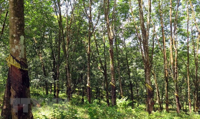 2018年前5月越南对中国橡胶出口量增长24.9% ảnh 2 2018年前5月越南对中国橡胶出口量增长24.9% ảnh 2