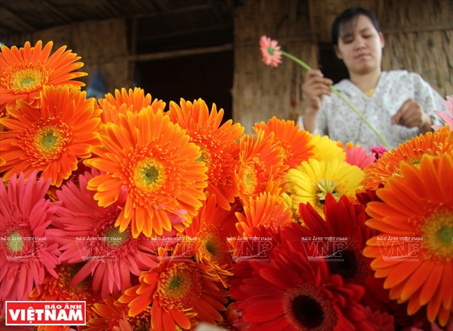 安楚—河内新农村建设的亮点 ảnh 5 安楚—河内新农村建设的亮点 ảnh 5