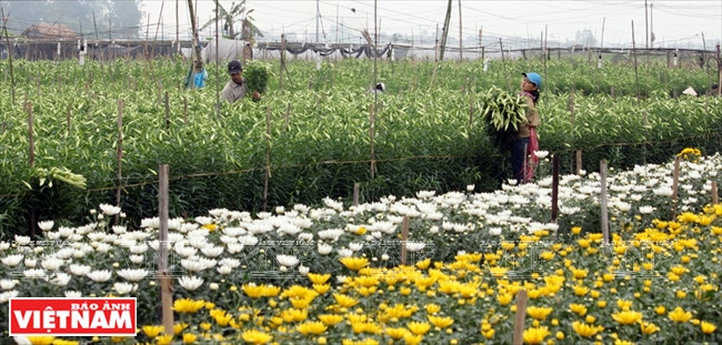 安楚—河内新农村建设的亮点 ảnh 10 安楚—河内新农村建设的亮点 ảnh 10