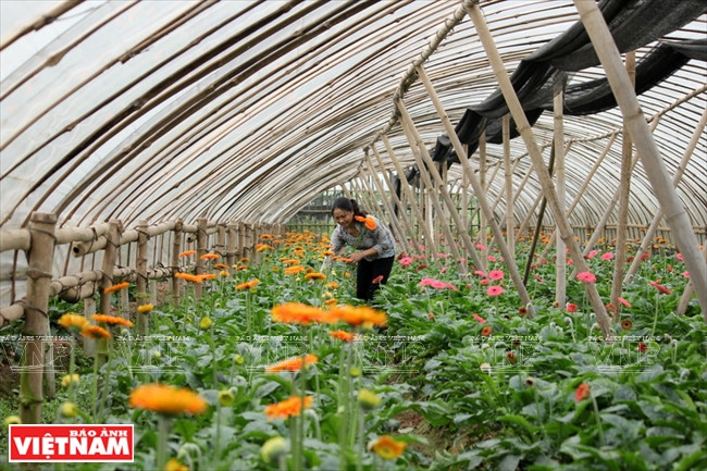 安楚—河内新农村建设的亮点 ảnh 4 安楚—河内新农村建设的亮点 ảnh 4