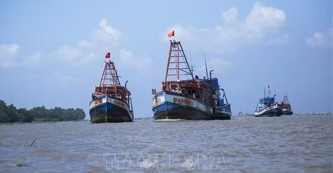 解除IUU黄牌警告：严格执行远海捕鱼规定 ảnh 1