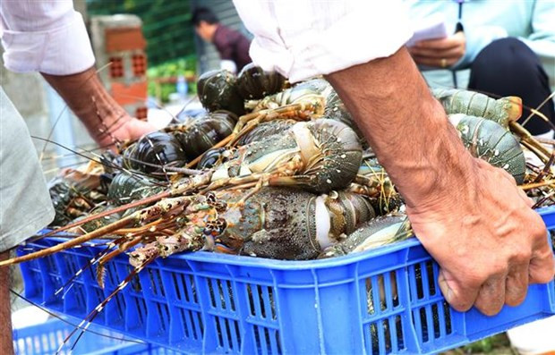 越南与澳大利亚走向均衡和可持续发展 ảnh 2