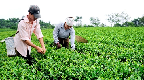 越南宣光省的新村 ảnh 1 越南宣光省的新村 ảnh 1