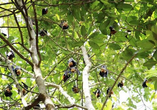 朔庄省佛教南宗寺庙——蝙蝠寺 ảnh 6 朔庄省佛教南宗寺庙——蝙蝠寺 ảnh 6