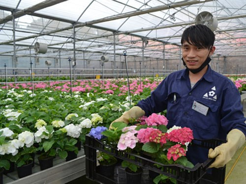 林同省大叻市高技术农业旅游的难忘印象 ảnh 1 林同省大叻市高技术农业旅游的难忘印象 ảnh 1