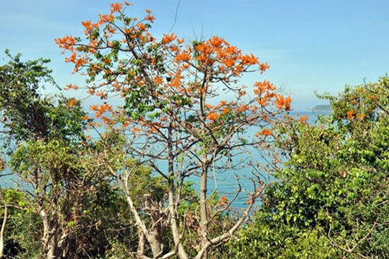 广南省占婆岛通过梧桐树打造旅游品牌形象 ảnh 1 广南省占婆岛通过梧桐树打造旅游品牌形象 ảnh 1