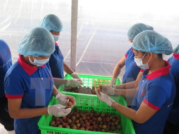 海阳省扩大出口荔枝的生产规模 ảnh 1 海阳省扩大出口荔枝的生产规模 ảnh 1