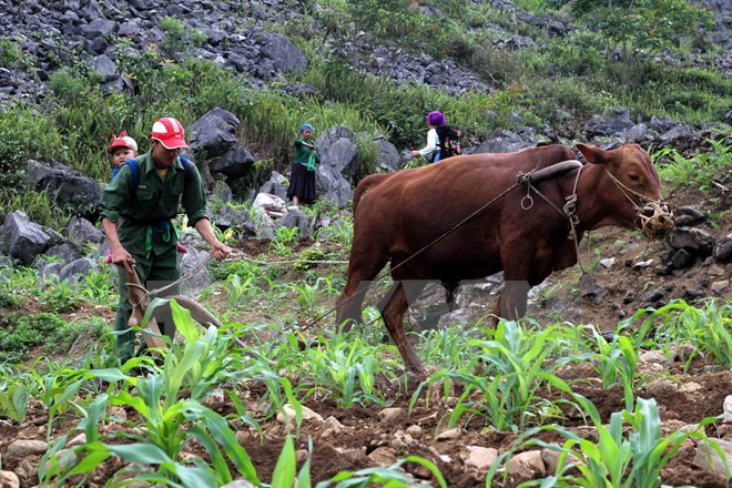 越南力争今年贫困户比例下降1.3%至1.5% ảnh 1 越南力争今年贫困户比例下降1.3%至1.5% ảnh 1