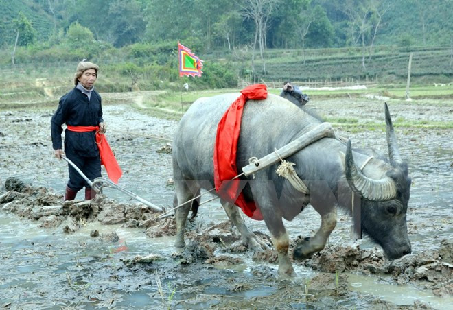 下田节—祈求风调雨顺、五谷丰登的节日 ảnh 1 下田节—祈求风调雨顺、五谷丰登的节日 ảnh 1