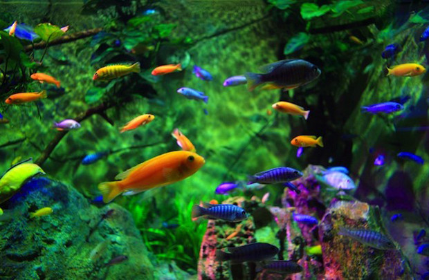 2018年全年胡志明市观赏鱼出口有望创汇2300万美元 ảnh 1 2018年全年胡志明市观赏鱼出口有望创汇2300万美元 ảnh 1