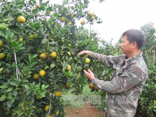 和平省将举行特色水果推介活动 ảnh 1 和平省将举行特色水果推介活动 ảnh 1