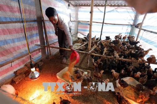 朔庄省力争2020年新农村建设达标乡镇占50% ảnh 1