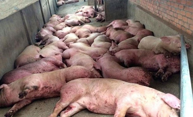 政府总理就采取措施防止非洲猪瘟疫情入境越南做出指示 ảnh 1 政府总理就采取措施防止非洲猪瘟疫情入境越南做出指示 ảnh 1