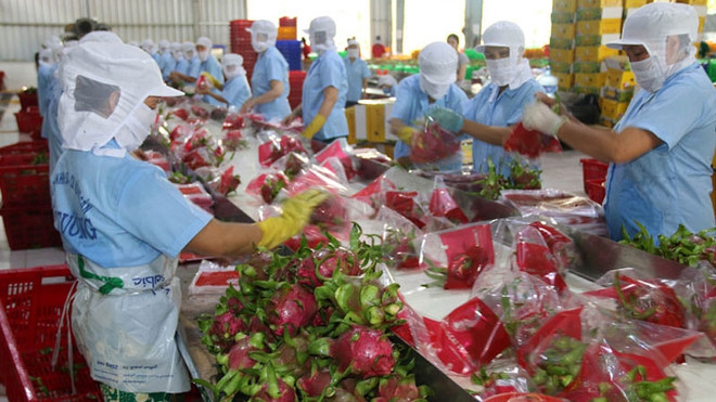 越南蔬果进入欧盟市场的余地仍大 ảnh 1 越南蔬果进入欧盟市场的余地仍大 ảnh 1