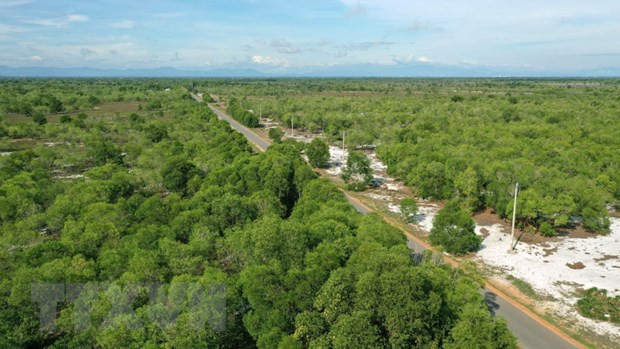 越南力争将林业打造成为效益高、竞争力强的经济-技术产业 ảnh 1 越南力争将林业打造成为效益高、竞争力强的经济-技术产业 ảnh 1