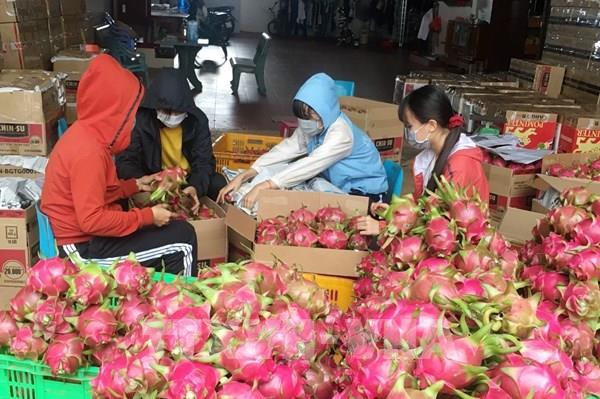 EVFTA:更多越南农产品即将进军欧盟市场 ảnh 1 EVFTA:更多越南农产品即将进军欧盟市场 ảnh 1