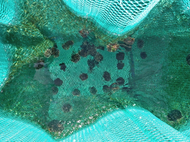 李山岛试点展开海胆养殖模式 ảnh 2 李山岛试点展开海胆养殖模式 ảnh 2