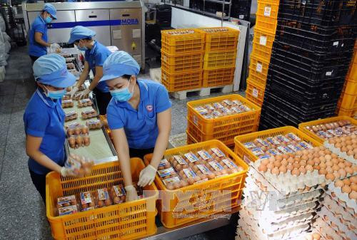 越南工贸部对原料烟草和家禽蛋实施进口关税配额 ảnh 2 越南工贸部对原料烟草和家禽蛋实施进口关税配额 ảnh 2