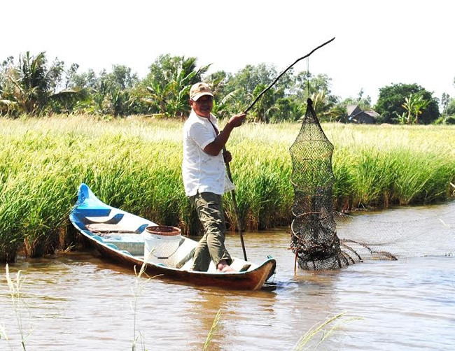 前江省集中发展沿海防护林 应对气候变化 ảnh 1 前江省集中发展沿海防护林 应对气候变化 ảnh 1